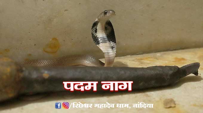 Padam-Nag-Richeshwar-Mahadev